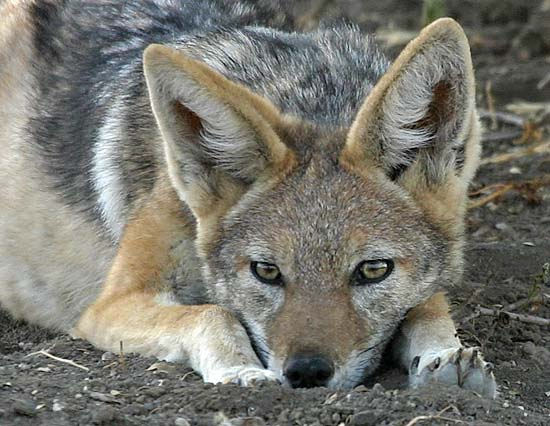 Black-backed jackal