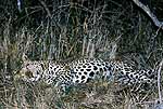 Picture of leopard