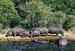 Picture of Hippos