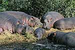 Picture of hippos