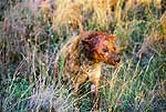Picture of injured hyena