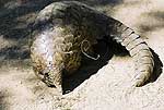 Picture of pangolin