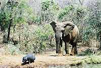 Pic of elephant with baby hippo