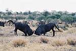 Picture of Wildebeest