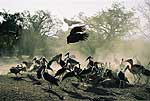 Picture of maribu storks & vultures