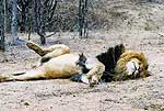 Picture of lions