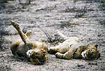 Picture of lions