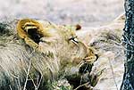 Picture of lions