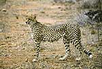 Picture of cheetah