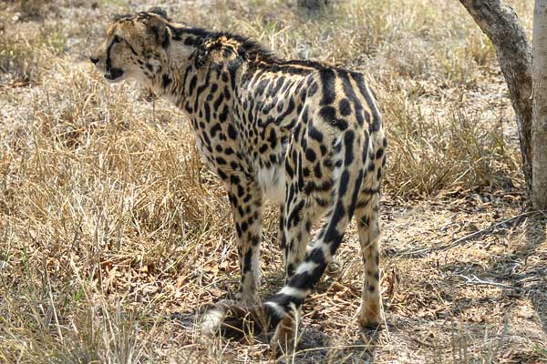 King Cheetah standing side-on showing stripe down back