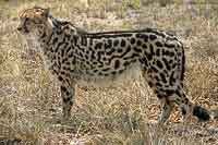 King cheeta, side-on