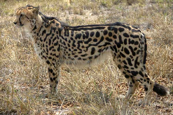 King Cheetah standing side on