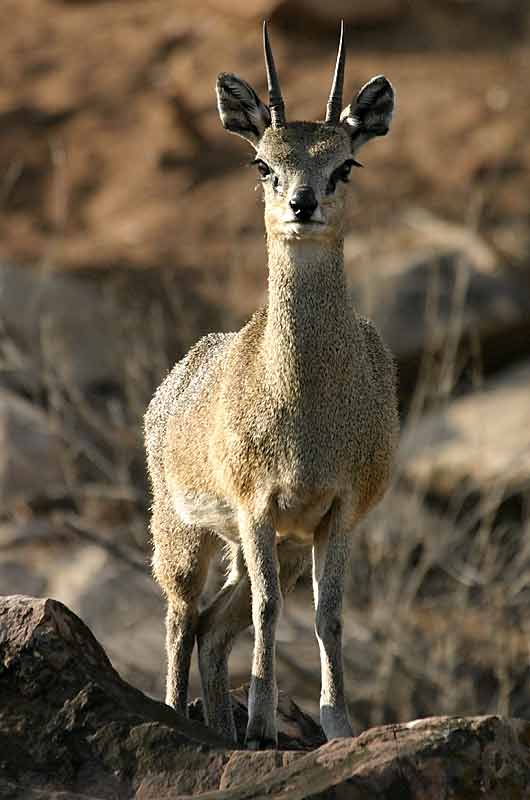 Klipspringer antelope, male