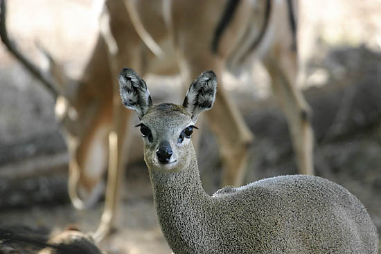 Klipspringer and Impala