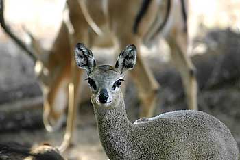 Klipspringer and impala, Tuli Block, Botswana