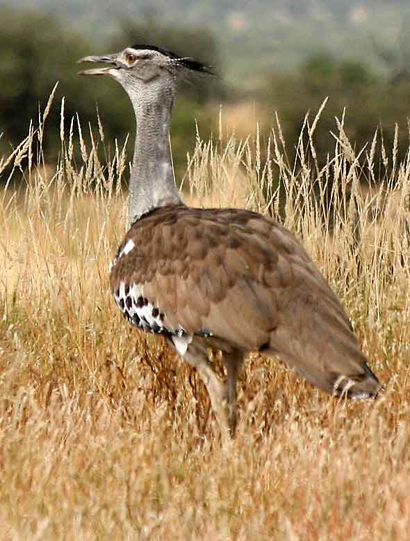 Kori bustard walking through grassland