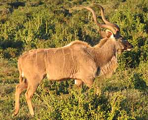 Kudu bull