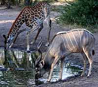 Kudu and giraffe