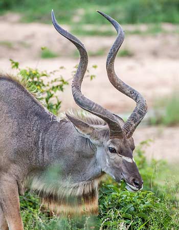 Kudu bull grazing, Kruger National Park
