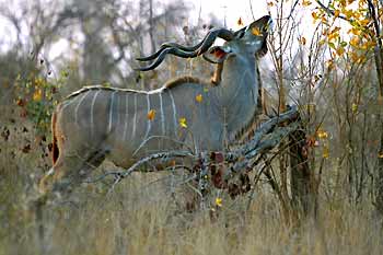 Kudu bull browsing, Sabi Sand, South Africa