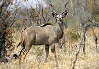 Kudu Bull, Hwange National Park, Zimbabwe