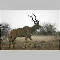 Kudu