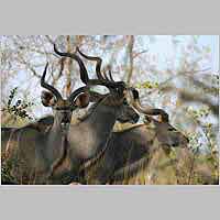 Kudu