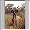 Kudu bull, Kruger National Park, South Africa