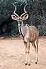 Kudu bull in open clearing