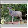 Kudu bull, Mkhuzi Game Reserve, South Africa