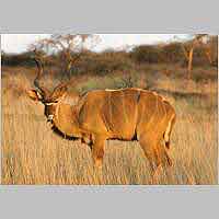 Kudu