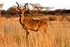 Kudu bull side-on view