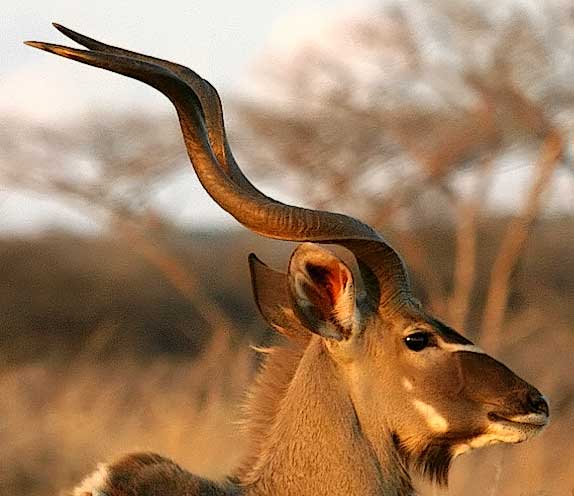 Kudu Male showing its corkscrew-shaped horns