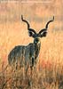 Kudu ram in morning light