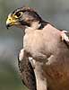 Lanner Falcon