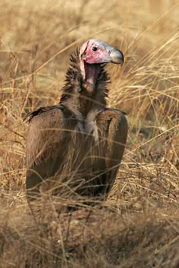 Lappetfaced vulture, Serengeti National Park, Tanzania