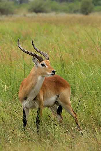 Red lechwe in marshy wetland, Moremi Game Reserve, Botswana