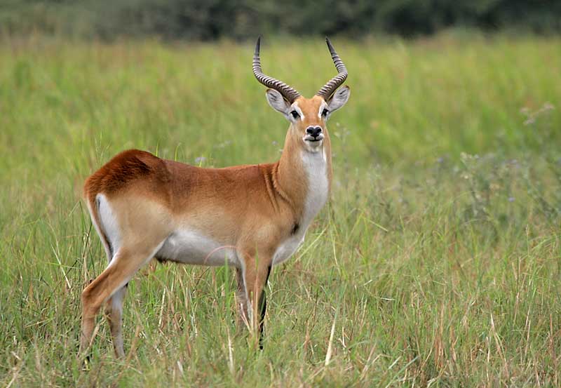 Red Lechwe ram in marshy grassland, Moremi Game Reserve