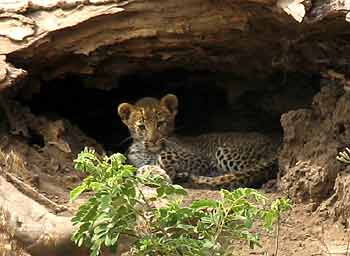 Leopard cub in tree trunk