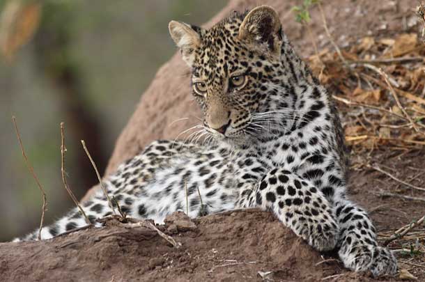 Leopard Cub on Termite Mound