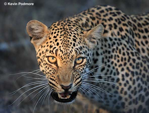 Leopard snarling