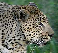 Leopard head and shoulders