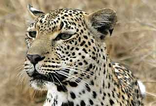 Leopard portrait