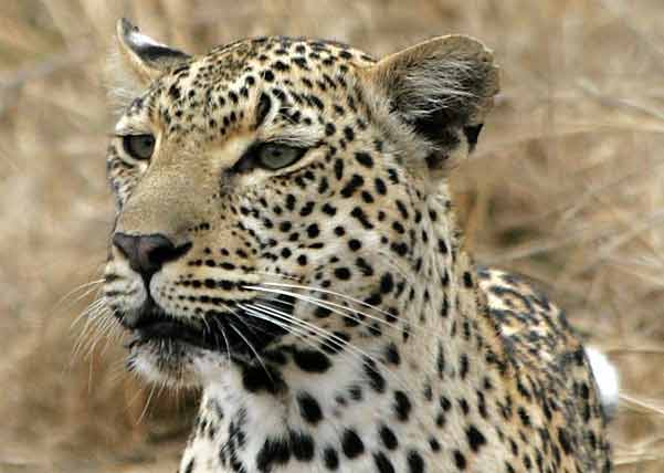 Leopard portrait, Sabi Sand Wildtuin, South Africa