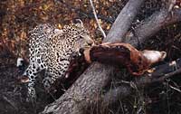 leopard with impala