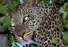 Leopard photo