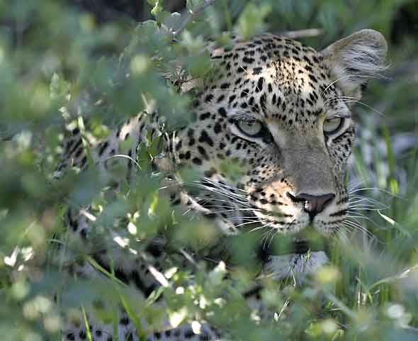 Leopard, partially concealed in thick bush
