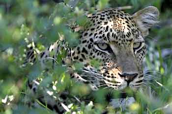 Leopard in green foliage, Sabi Sand, South Africa