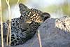 Leopard close-up