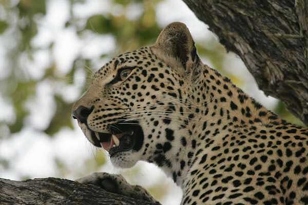 Leopard in tree, close-up